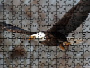 Click to Play Bald Eagle Jigsaw Puzzle