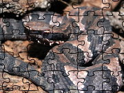 Click to Play Cottonmouth Jigsaw Puzzle