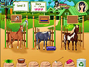 Click to Play Horse Care Apprenticeships